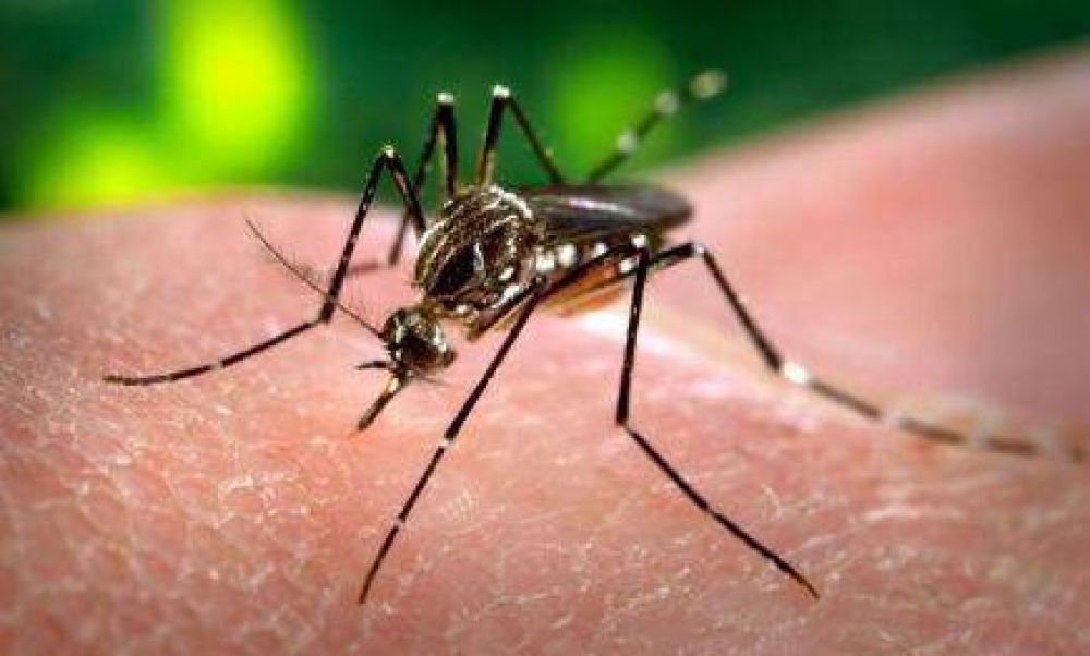 El Ministerio de Salud s�lo reconoce 6 mil casos de dengue en Misiones