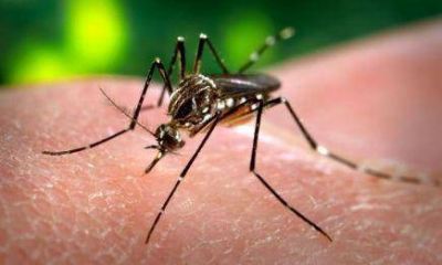 El Ministerio de Salud s�lo reconoce 6 mil casos de dengue en Misiones