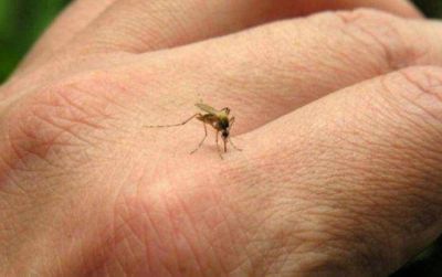 Se detect� el octavo caso de dengue en Mendoza y no es aut�ctono