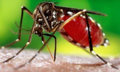 NUEVOS CASOS DE DENGUE Y CHIKUNGUNYA EN JUJUY