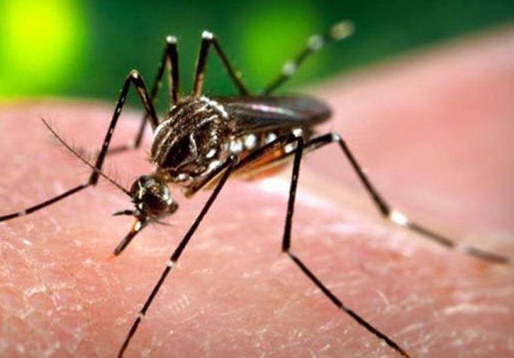 Seis ciudades de Santa Fe tienen circulaci�n aut�ctona de dengue
