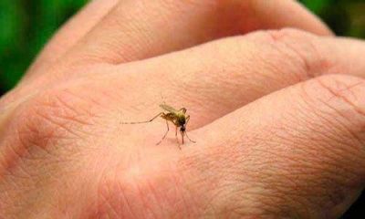 Confirmaron un caso de dengue importado en R�o Cuarto