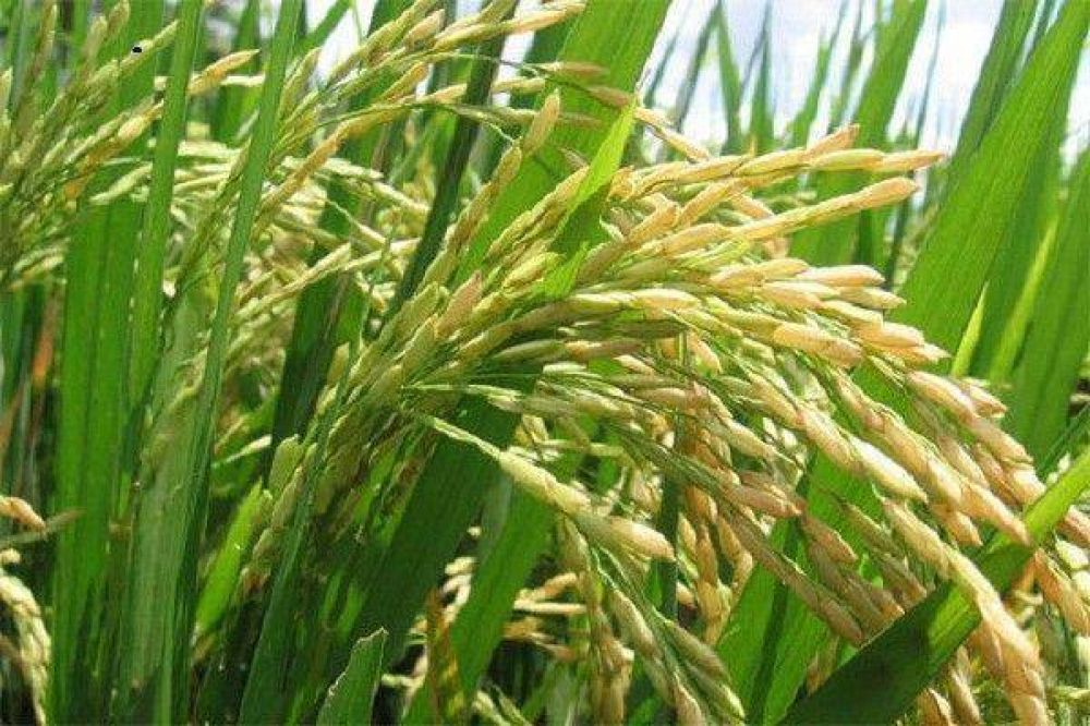 Se cosech� el 14 por ciento del arroz sembrado en la provincia 
