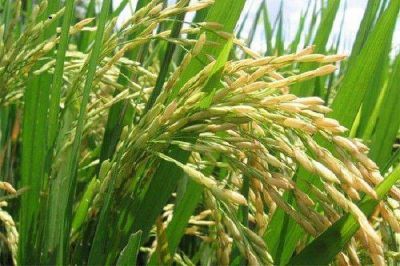 Se cosech� el 14 por ciento del arroz sembrado en la provincia 