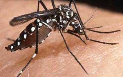 Dengue: Hay 117 casos aut�ctonos en la Provincia