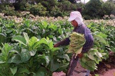 Se realizar� en Salta el primer Foro Nacional Tabacalero (