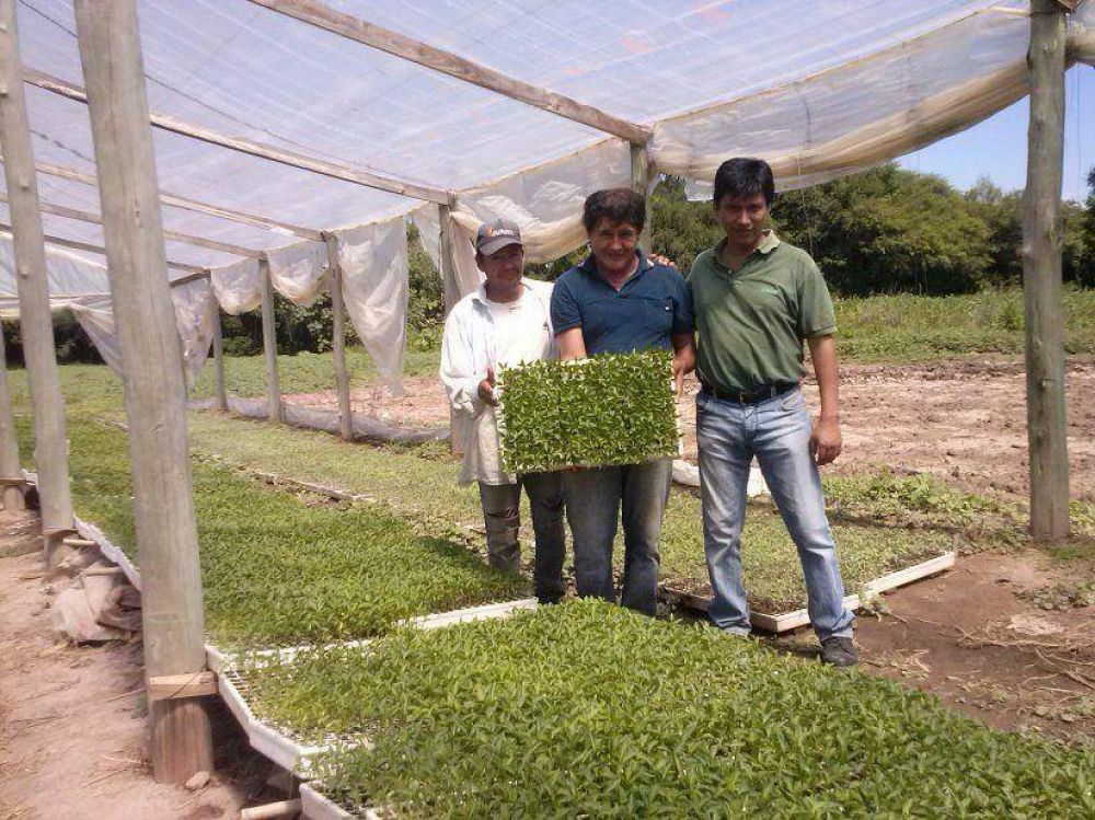 Producci�n de plantines
