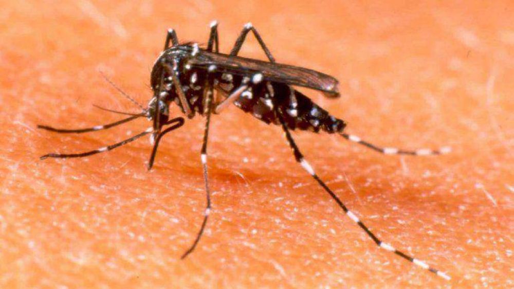 Confirman que ya hay 16 mil casos de dengue en el pa�s