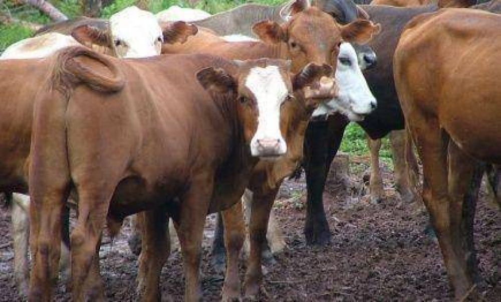 Estiman que en Misiones hay 500 mil cabezas de ganado bovino