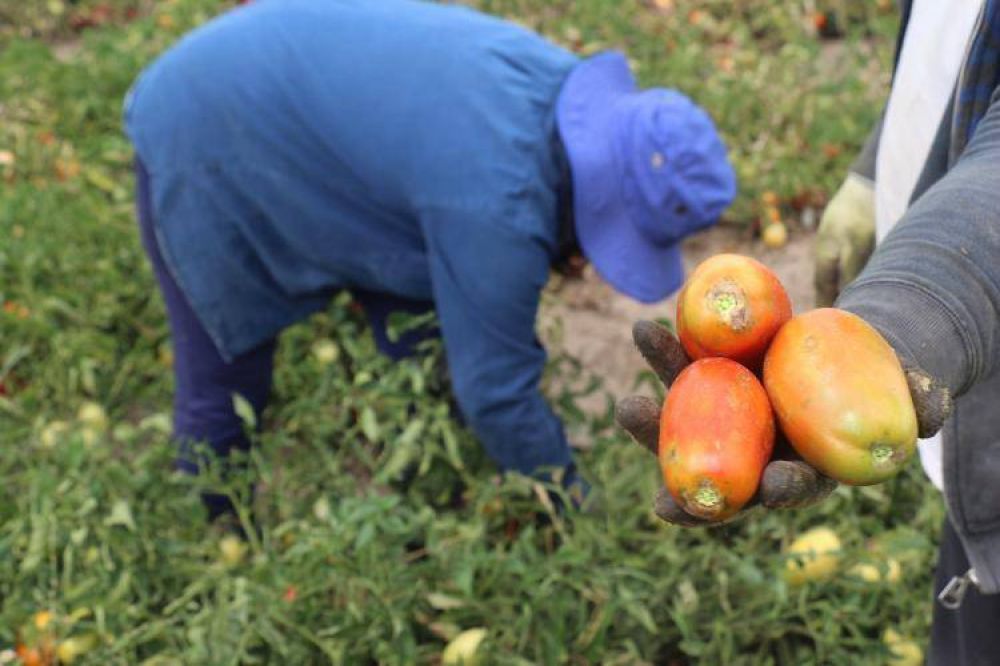 Se perdieron 15 millones de kilos de tomates