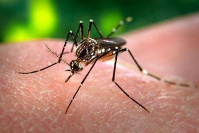 Se confirm� otro caso aut�ctono de dengue en nuestra ciudad