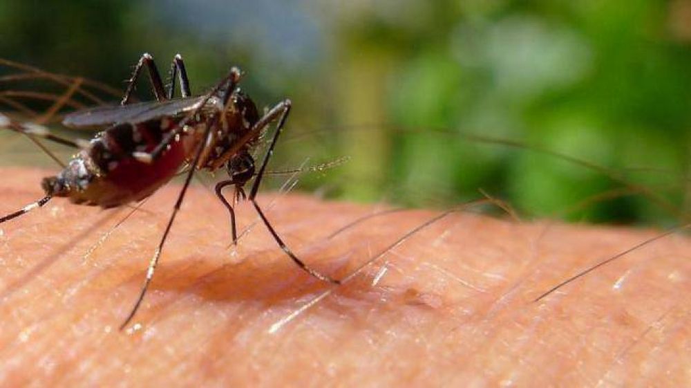 Detectaron dos casos aut�ctonos de dengue en Tucum�n