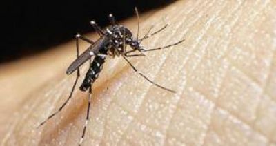 Se detectaron dos casos de dengue aut�ctonos en Tucum�n