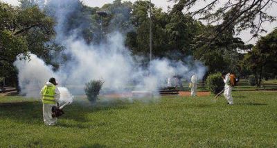 Aseguran que el mosquito del dengue no est� en las plazas porte�as