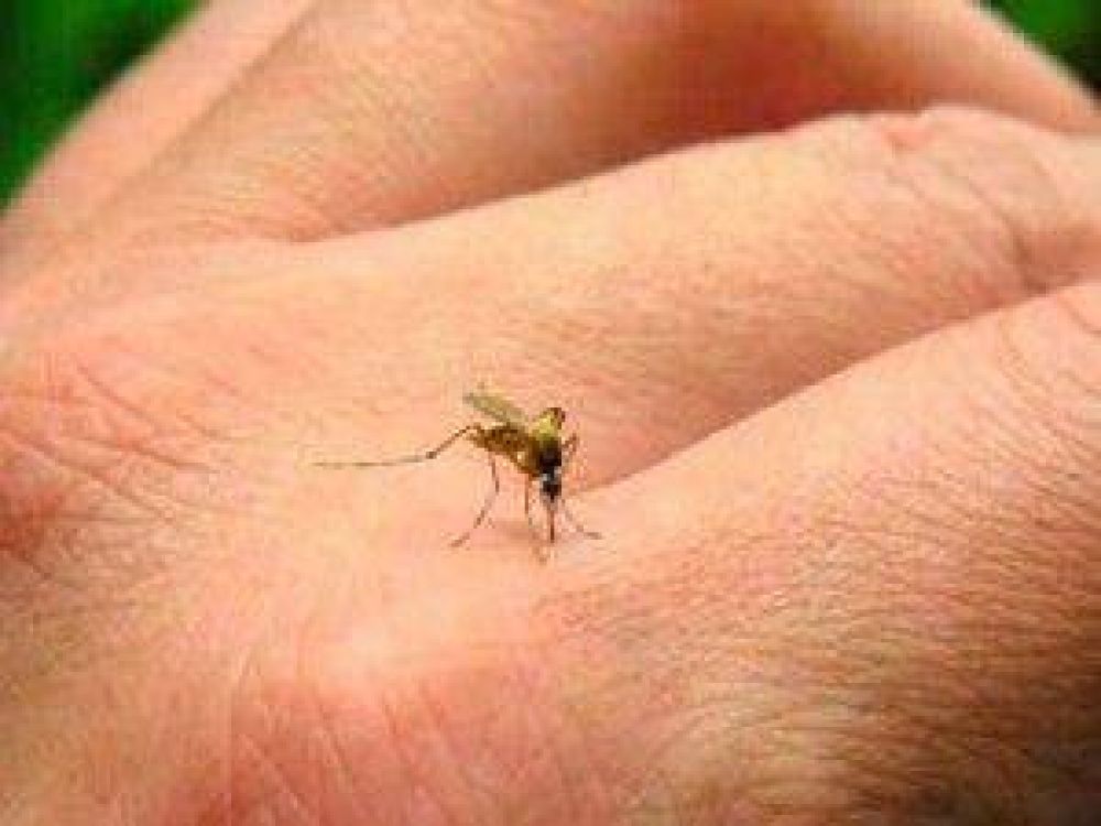 Confirmaron el primer caso de Dengue en Ramallo