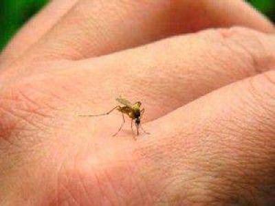 Confirmaron el primer caso de Dengue en Ramallo