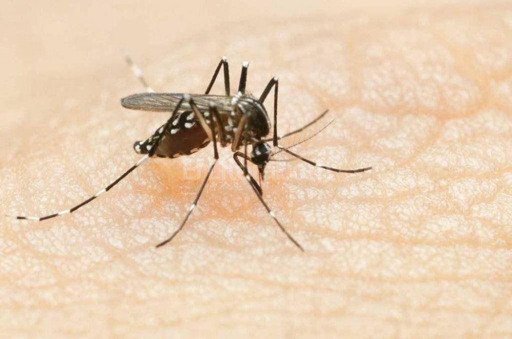 En la provincia hay 768 casos de dengue y el 82 % son aut�ctonos