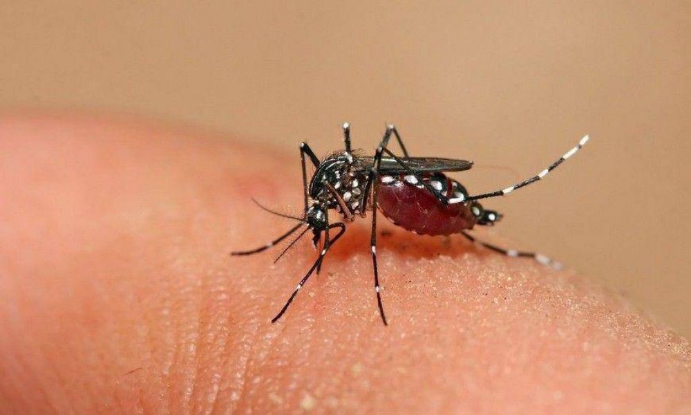 Crece el n�mero de casos de dengue en C�rdoba: reportaron 103 m�s esta semana