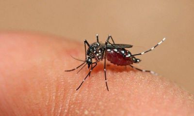 Crece el n�mero de casos de dengue en C�rdoba: reportaron 103 m�s esta semana