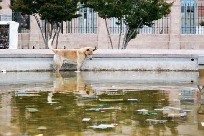 Pasividad del Municipio ante el alerta por el dengue