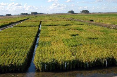 Ya se cosech� la mitad del arroz sembrado en Entre R�os 