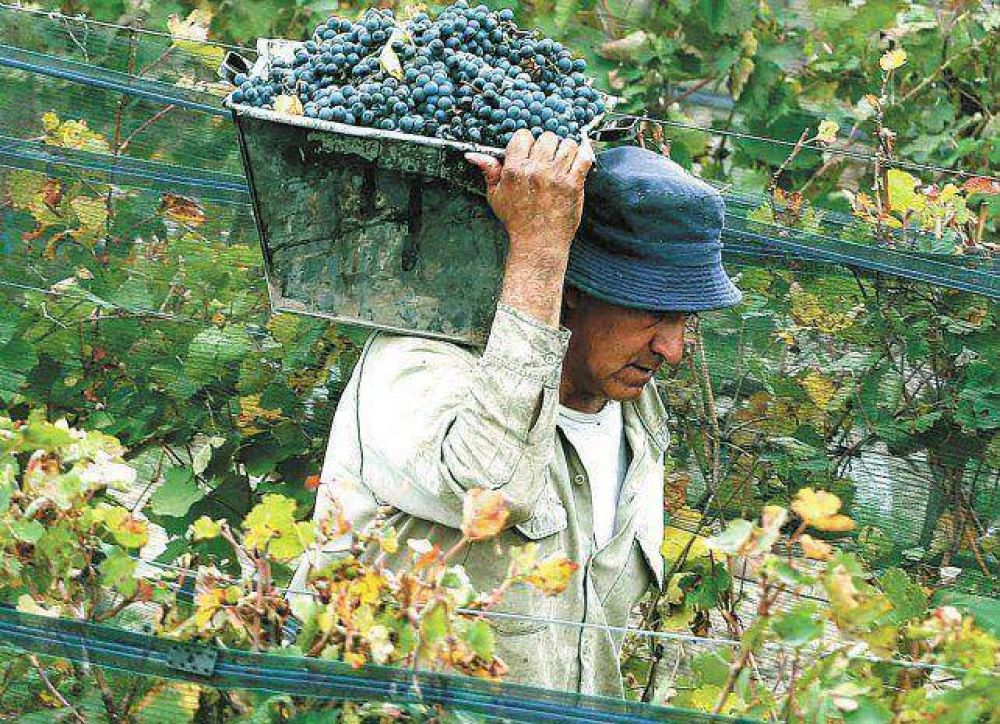 Fecovita paga cinco pesos el kilo de uva tinta, el doble que en 2015
