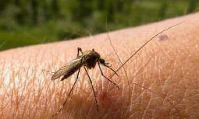 Detectan el primer caso aut�ctono de dengue en La Rioja
