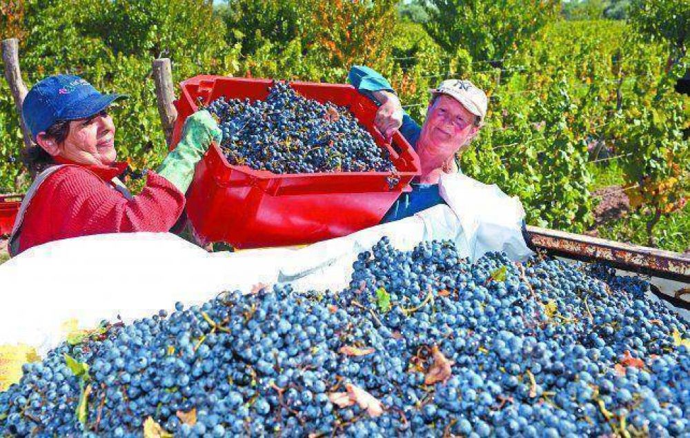 Impensado: ahora falta uva y aumenta el vino