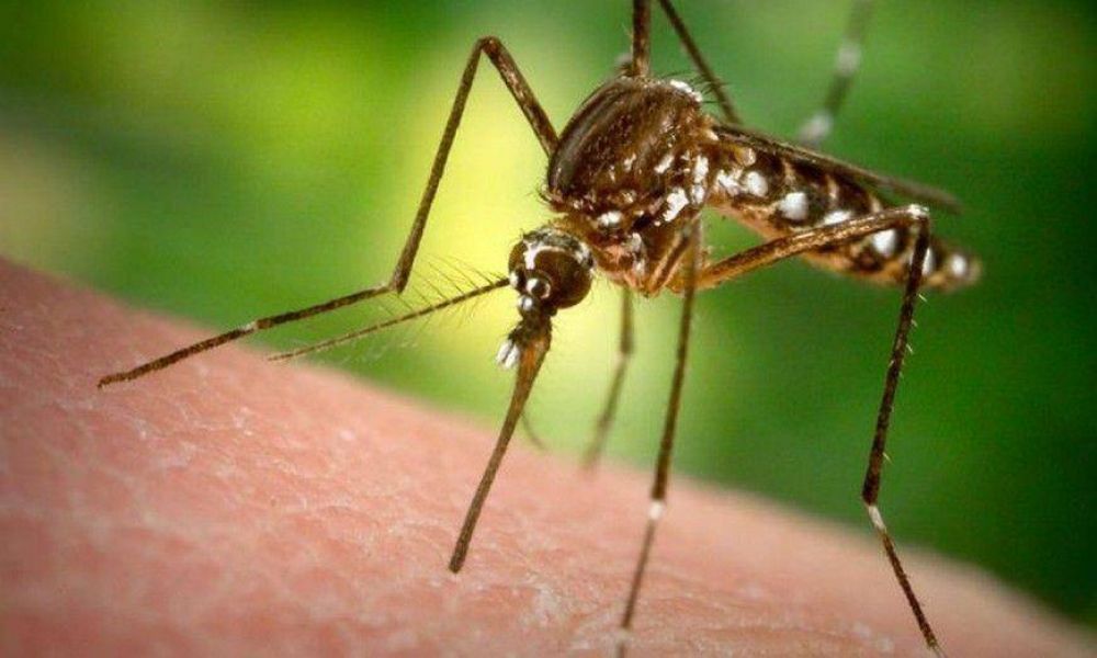 Se suman 100 casos de dengue en Crdoba y se constat un caso de chikungunya