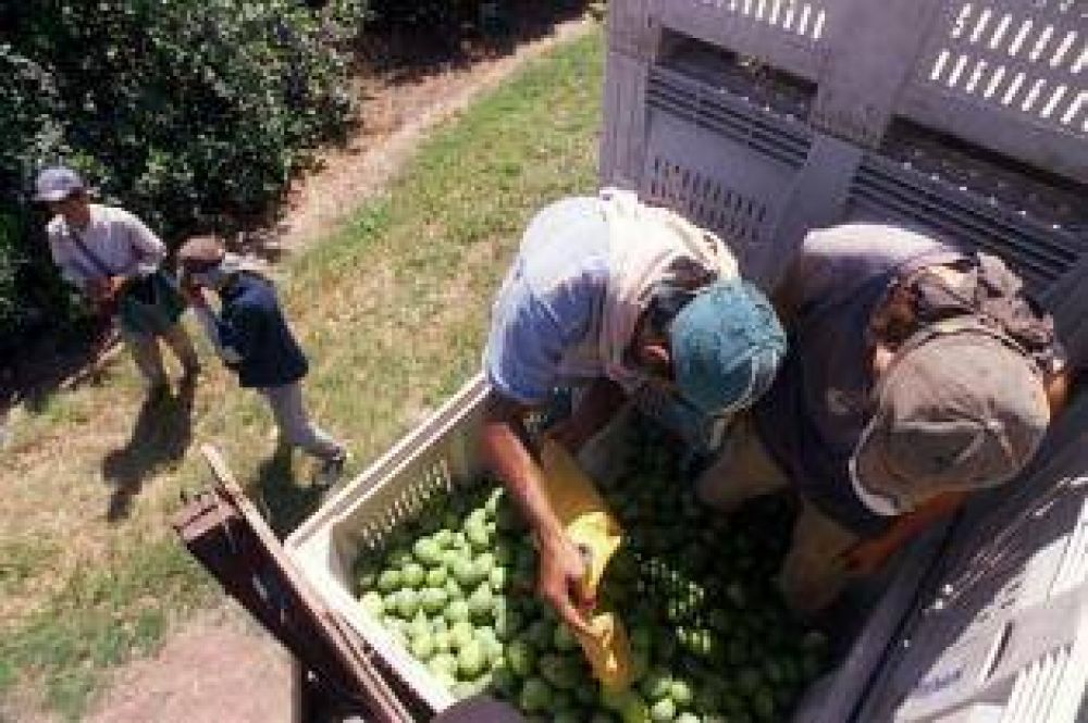 Comenz la cosecha de limones en las quintas de la provincia