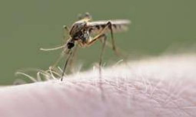 Capital. Confirman dos nuevos casos de �dengue� aut�ctono