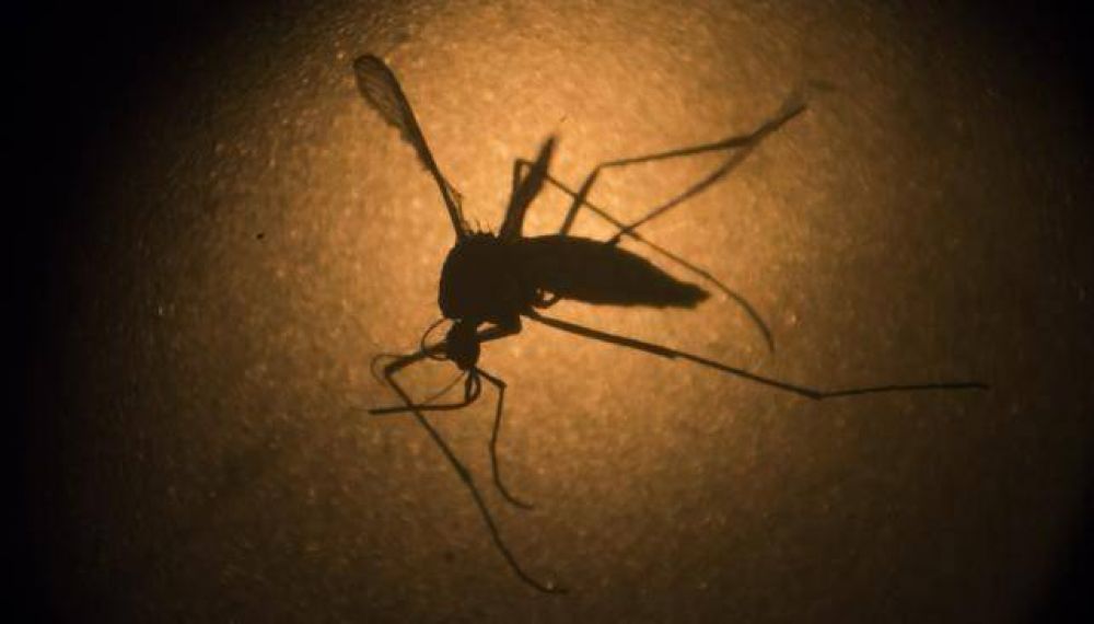Dengue: habr� un nuevo monitoreo de mosquitos en la ciudad de C�rdoba