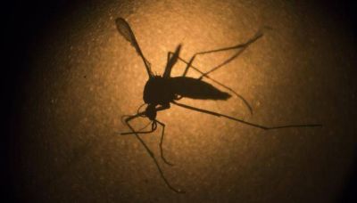 Dengue: habr� un nuevo monitoreo de mosquitos en la ciudad de C�rdoba