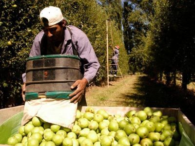 La crisis golpea muy duro a los productores de peras