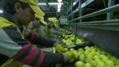 Se encaminan las gestiones para el ingreso del lim�n a los Estados Unidos