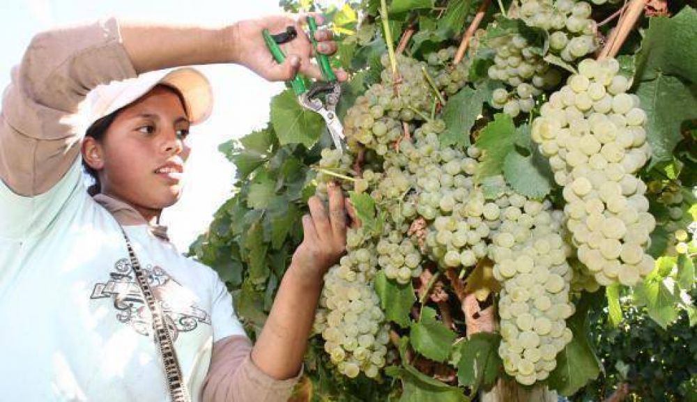 El pago por cosechar uva fina aument� hasta un 67%