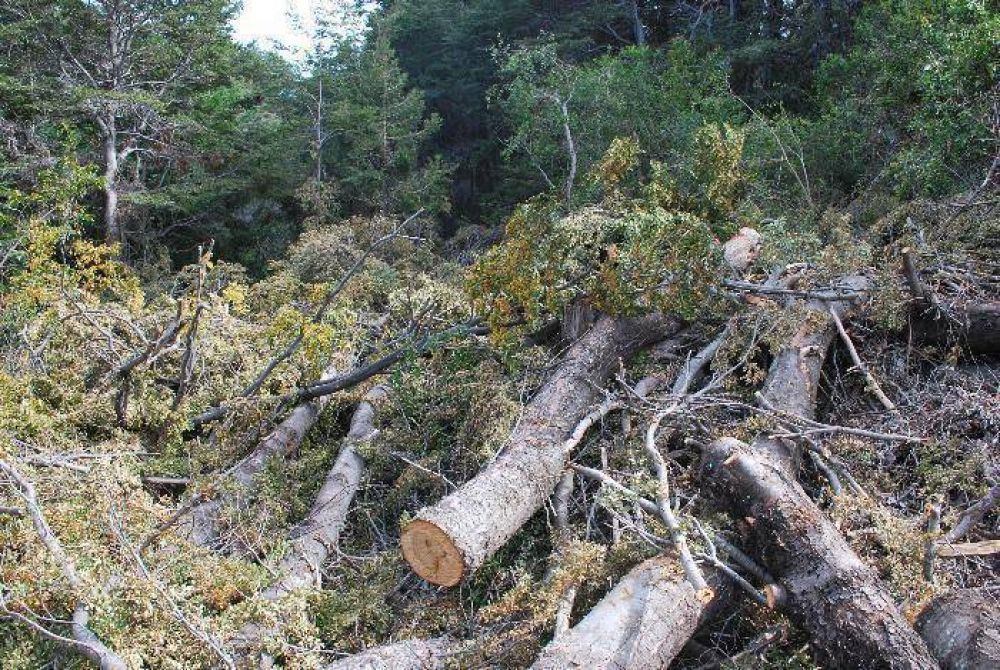No hay titular de Bosques y nadie controla las talas