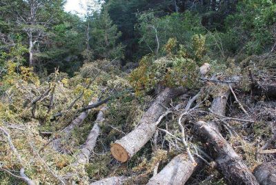 No hay titular de Bosques y nadie controla las talas