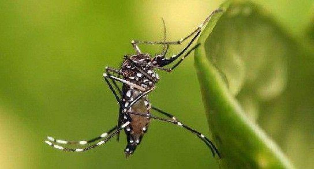 Aumentaron los casos de dengue en Santa Fe