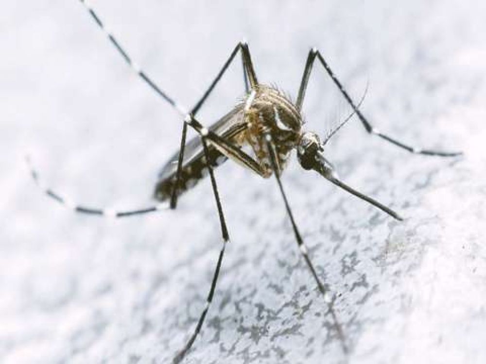 Confirmaron un nuevo caso de dengue y ya suman 8 en toda la provincia
