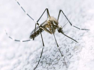 Confirmaron un nuevo caso de dengue y ya suman 8 en toda la provincia