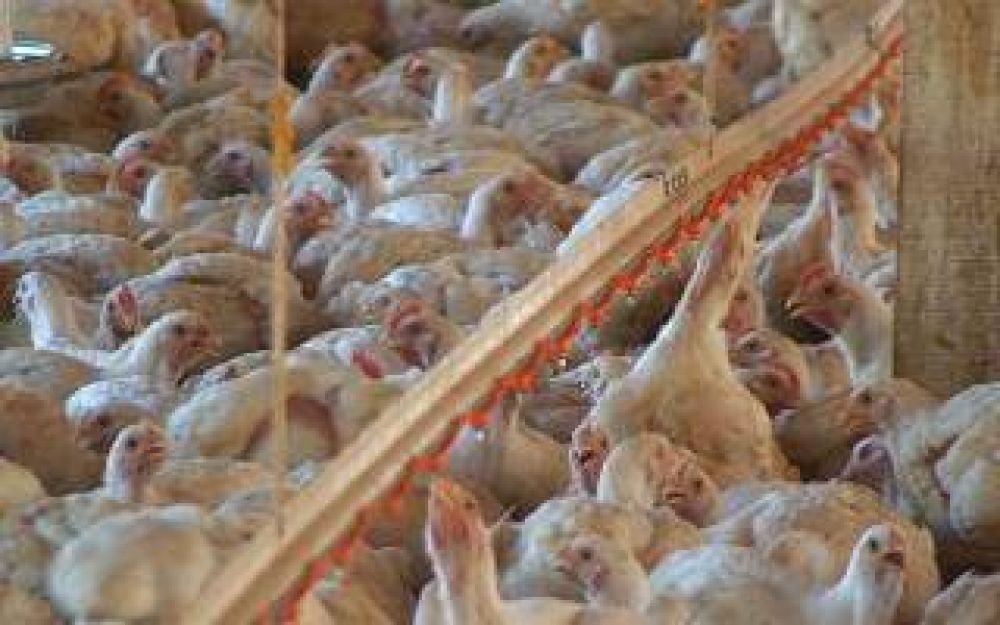 Chivilcoy: Clausuraron peladero y matadero de pollos clandestinos