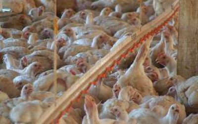 Chivilcoy: Clausuraron peladero y matadero de pollos clandestinos