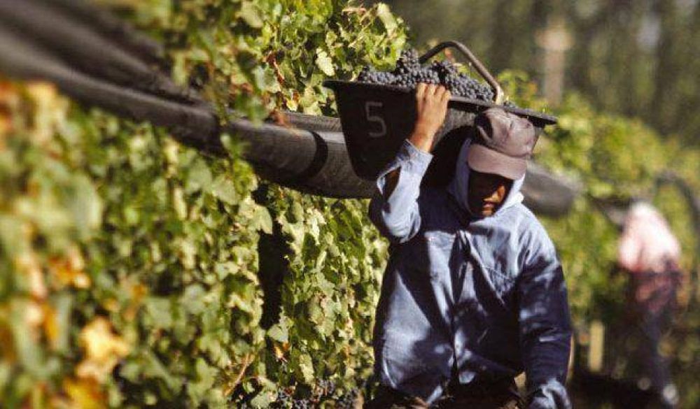 San Juan ya cosech ms de 270 millones de kilos de uva