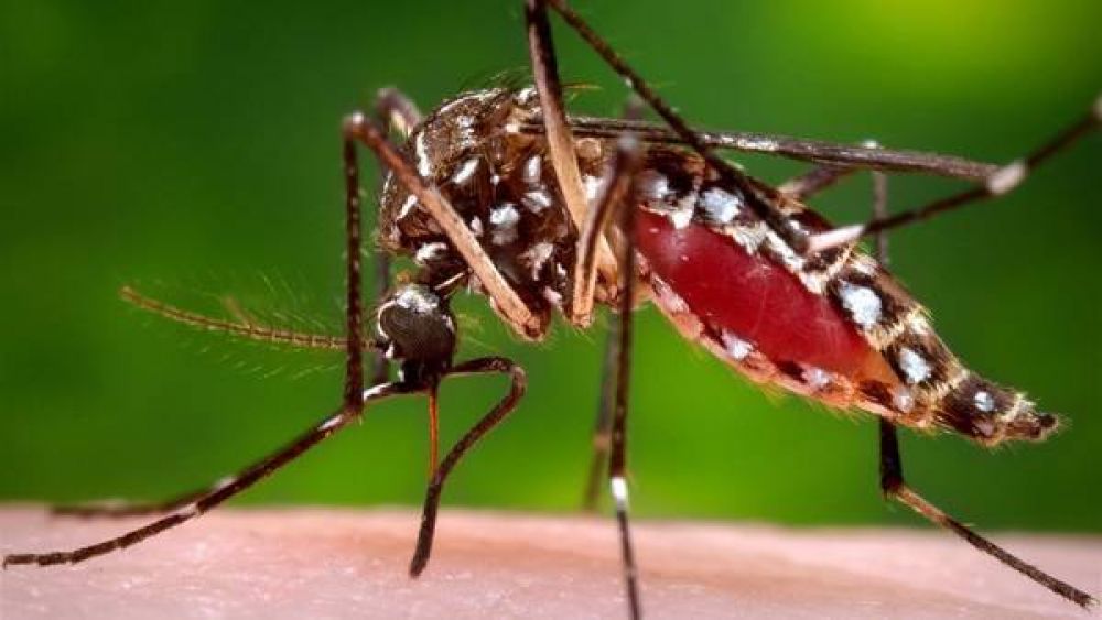 Confirman los dos primeros casos fatales de dengue en la Ciudad