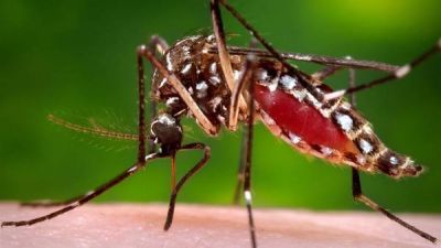 Confirman los dos primeros casos fatales de dengue en la Ciudad