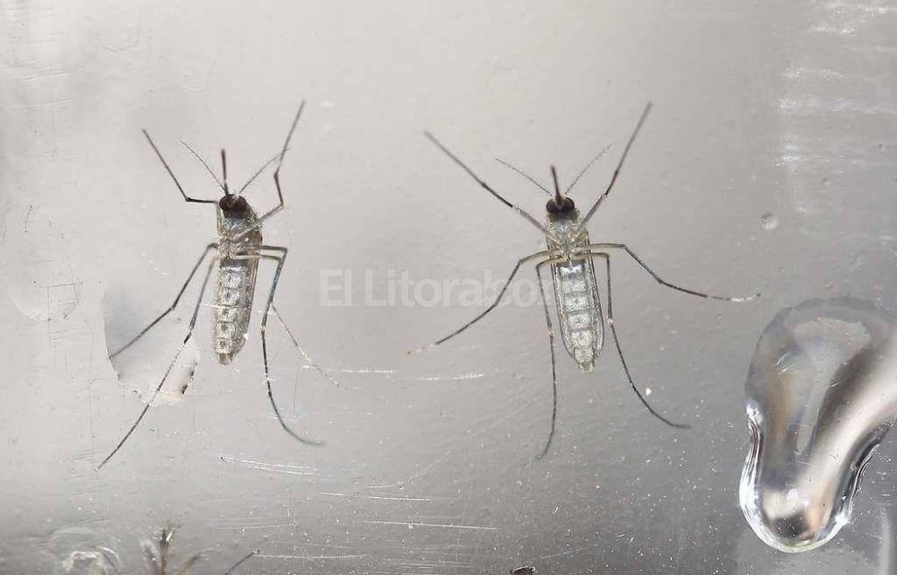 En Santa Fe se confirmaron 1.413 casos de dengue