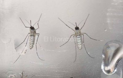 En Santa Fe se confirmaron 1.413 casos de dengue