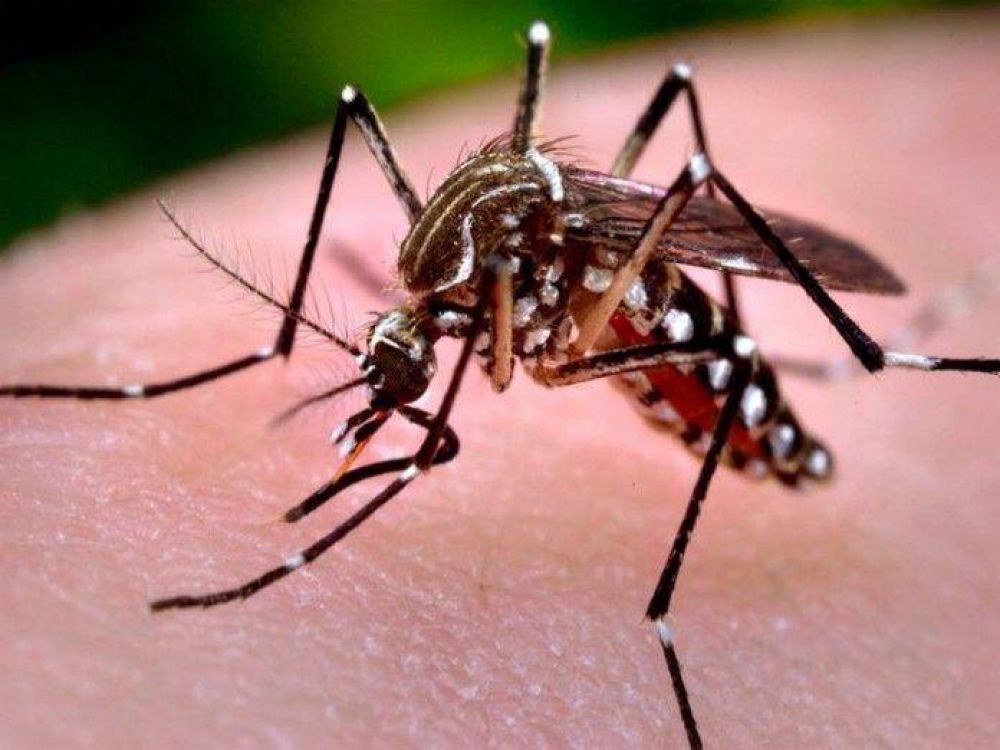 En Jujuy confirmaron 72 casos de dengue y 14 de chikungunya