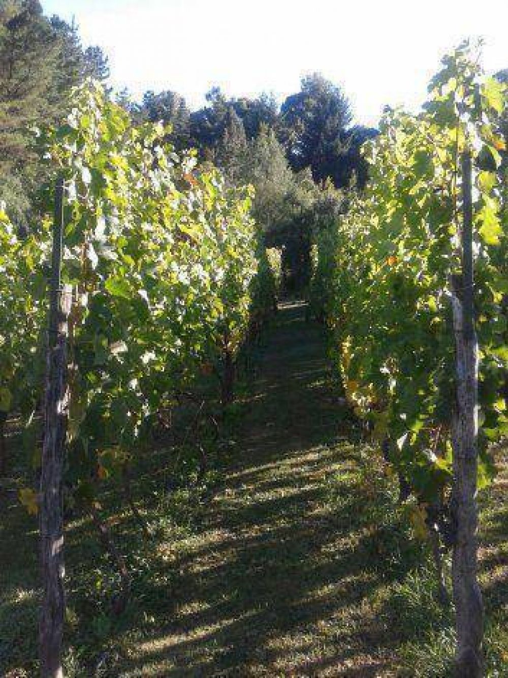 Gestionan la declaracin de Chubut como provincia vitivincola